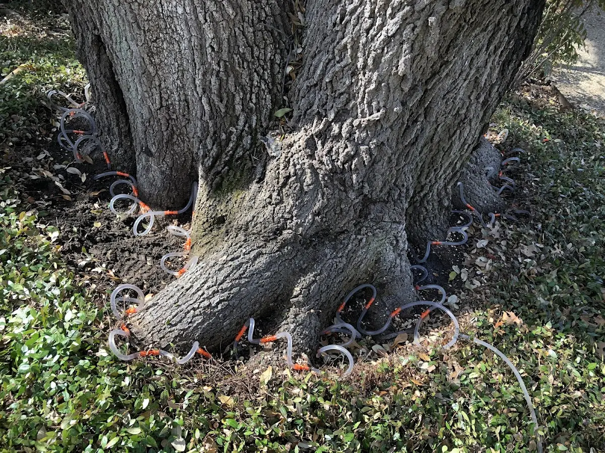 Detailed Tree Cabling and Bracing job site in Clemson