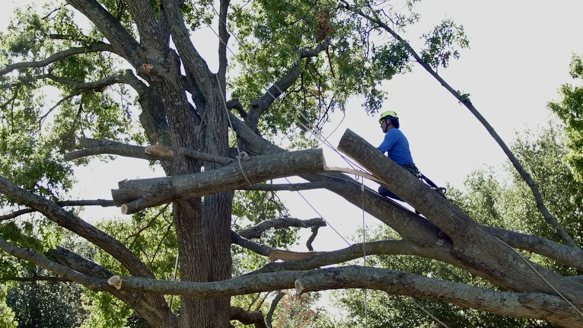 Professional Hazardous Tree Removal performed by certified arborists in Clemson