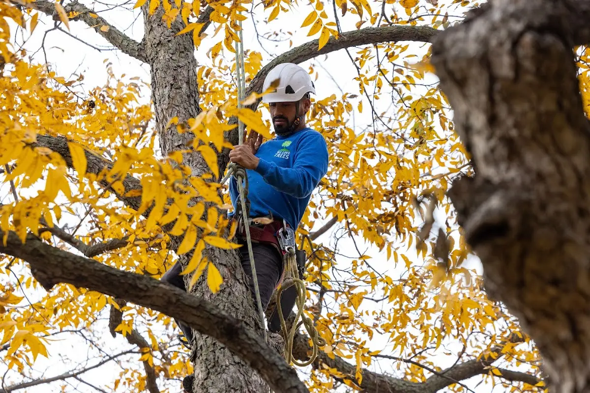 Skilled Tree Transplanting crew working in Clemson
